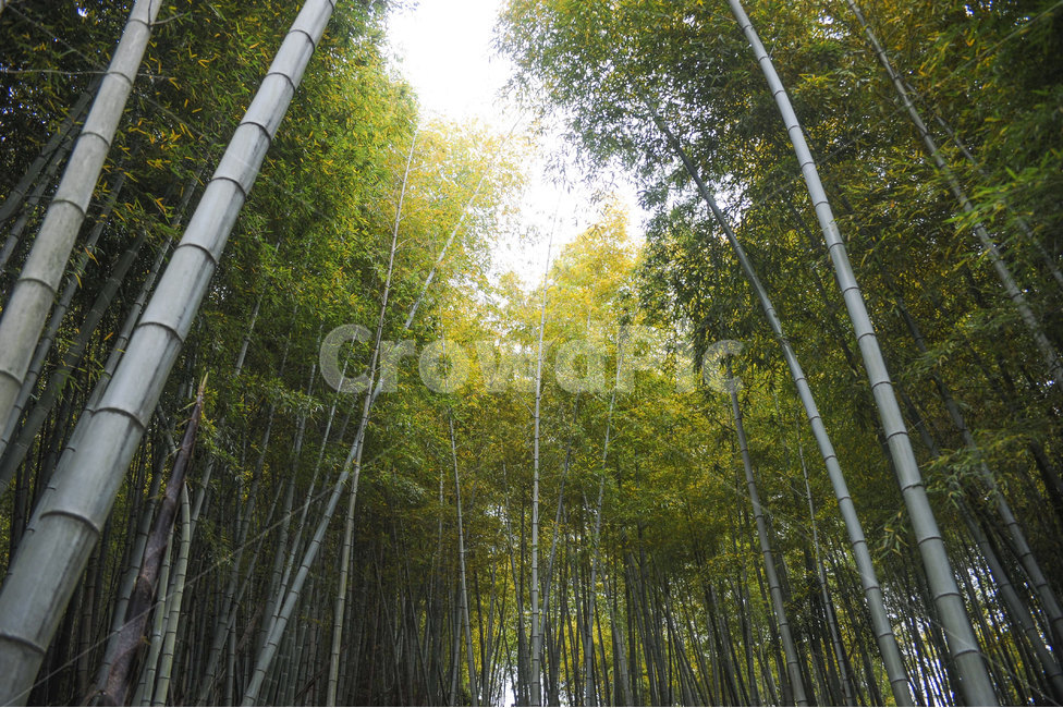 대숲,대나무숲,풍경,대나무,자연,tree,bamboo,rest,휴식,healing,nature,plants,식물,여유