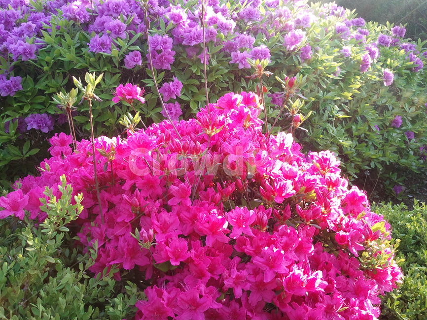 철쭉,smilerosebay,진달래과,식물,봄꽃,개꽃나무,관상용