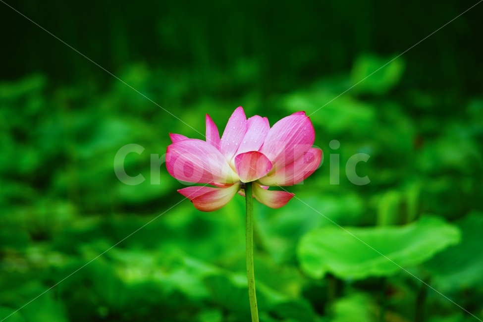 연꽃,식물,꽃,자연,연잎,식물,자연,plants,nature,꽃,flower