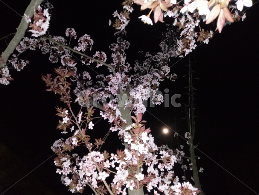 cherryblossom,장미과,흰색꽃,벚꽃,봄꽃,사쿠라,springseason,식물,자연,야경,달,감성