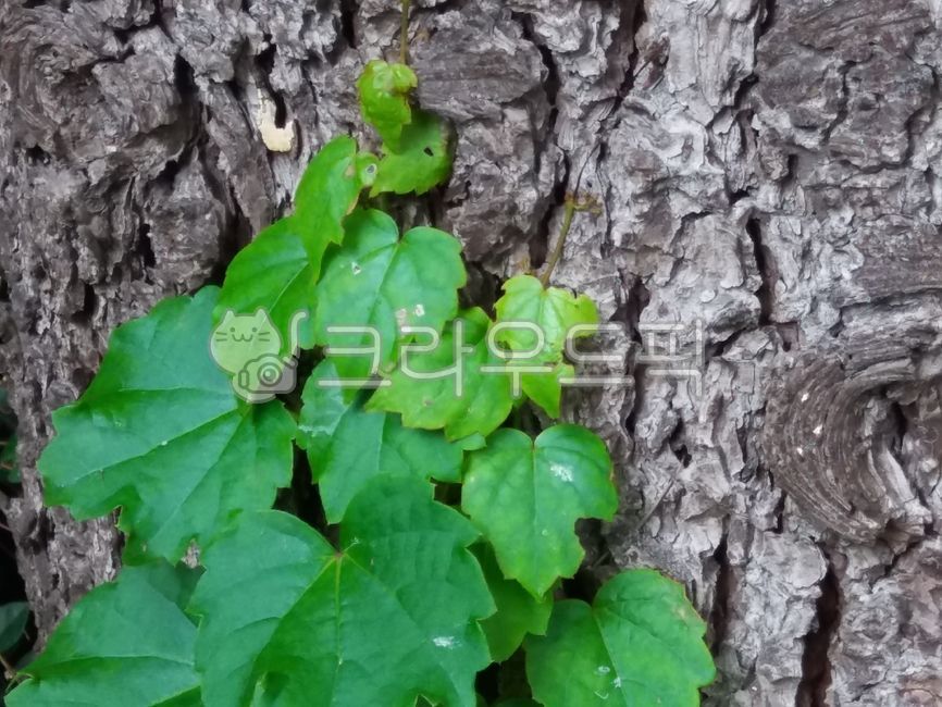 leaf,잎,tree,나무,공생관계