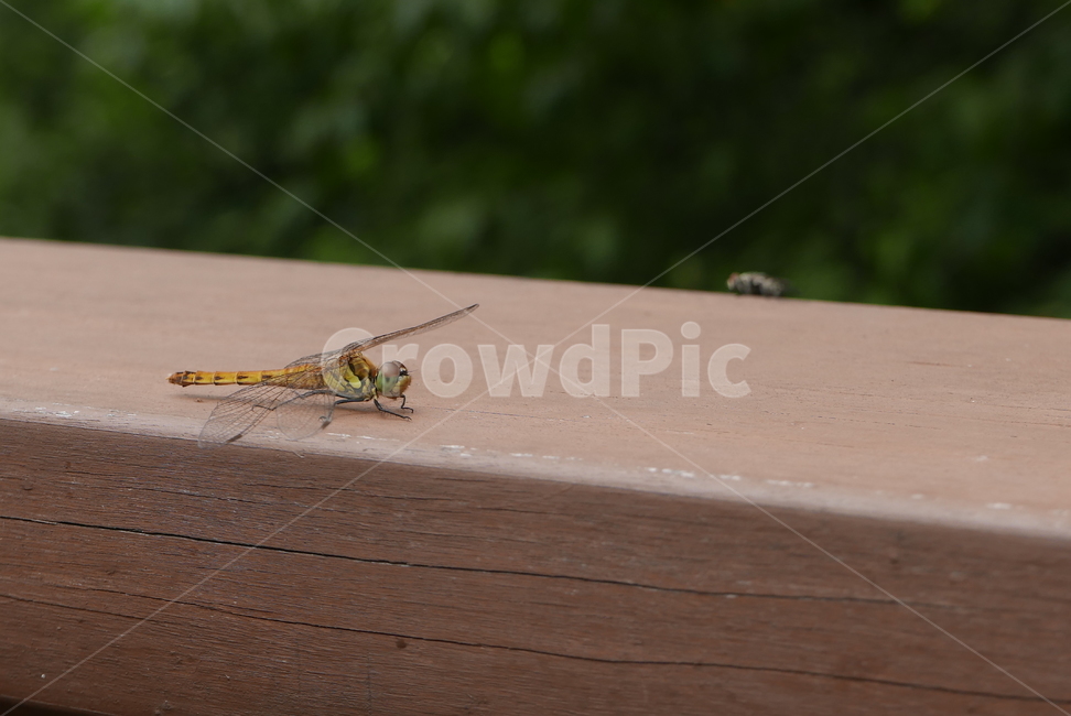 잠자리,곤충,dragonfly,insect,파리,fly