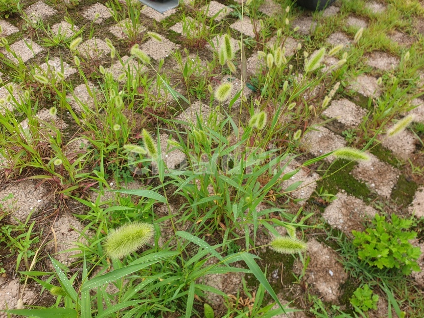 강아지풀,식물,땅,바닥,여름,초록,풀잎,이슬,green,plants,summer,dew,자연,nature