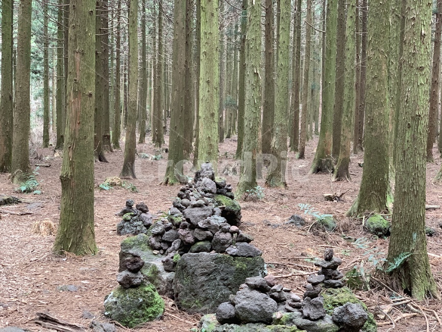 나무,숲,숲길,산책로,사려니숲길,피톤치드,tree,비자림로,비자림,편백나무,삼나무,숲속,산책,자연,풍경,nature,landscape,나무,trees,wood,ground,바닥,plant,식물