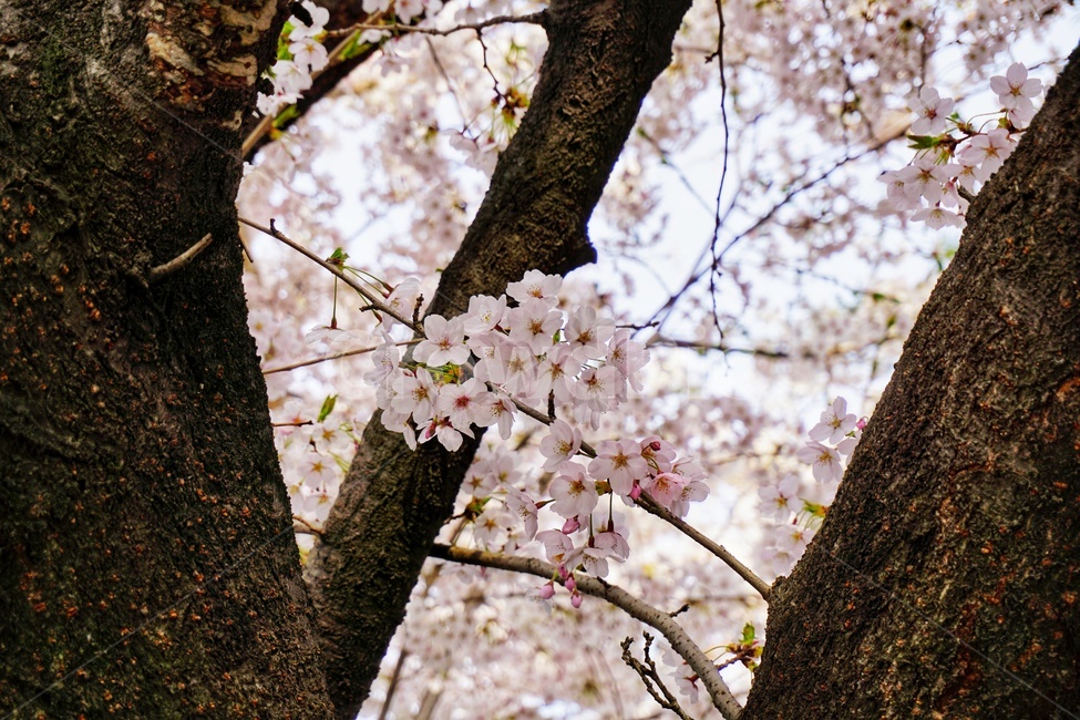 plant,식물,flower,blossom,꽃,cherryblossom,벚꽃