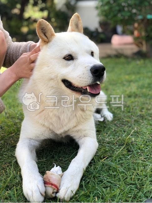 dog,개,진돗개,하얀개,대형견,강아지웃음
