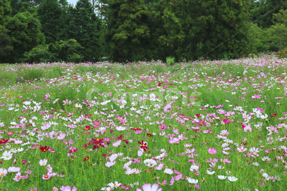 꽃,코스모스,코스모스꽃,식물,꽃밭,자연,풍경,국화과,자연,풍경,nature,landscape,field,들,grassland,목초지,outdoors,옥외,farm,농장,rural,농촌,plant,meadow