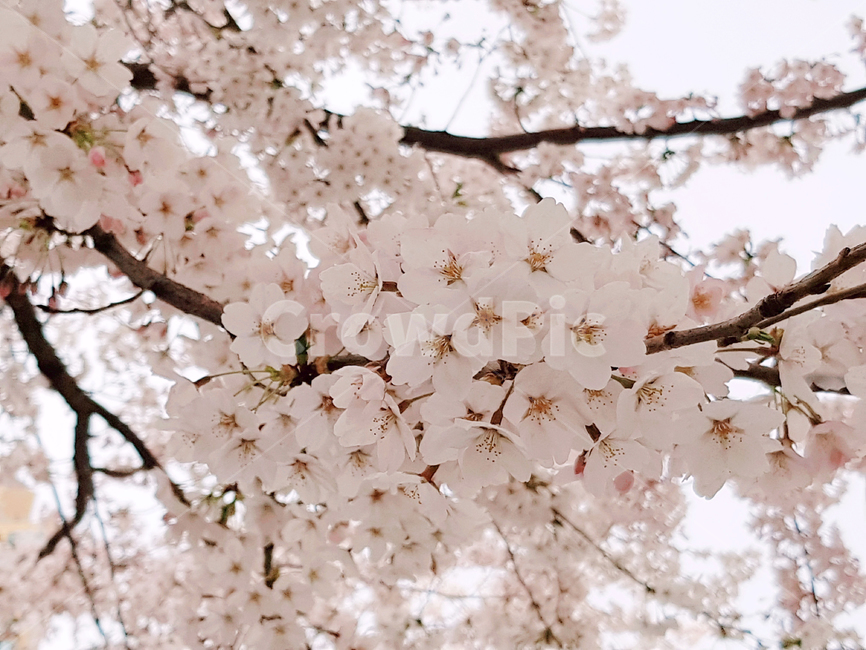 벚꽃,봄,꽃,식물,cherryblossoms,예쁜꽃,꽃배경,봄,계절,spring,season,식물,자연,plants,nature,꽃,flower,나무,trees,wood,plant,blossom,cherry blossom