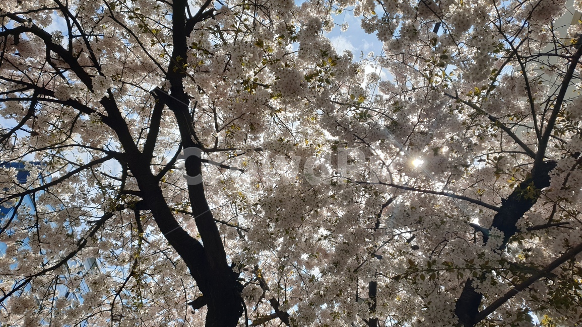 벚꽃,꽃,봄,식물,자연,cherryblossom,flower,spring,plants,nature,pink,tree
