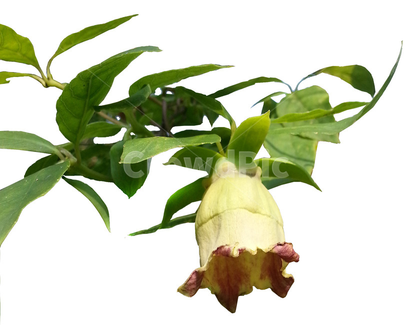 식물,잎,더덕,더덕꽃,더덕줄기