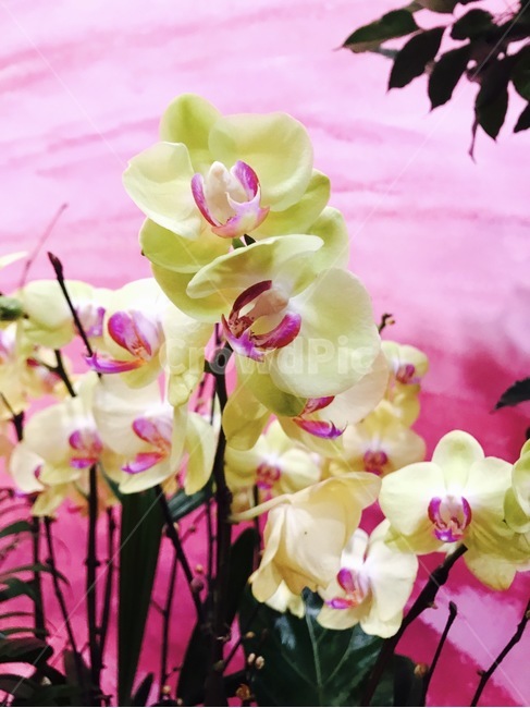 식물,꽃,플라워,flower,자연,plant,식물,자연,plants,nature,꽃,flower