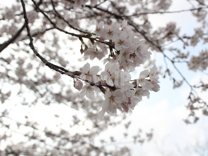 식물,꽃,벚꽃,나무,꽃잎,식물,자연,plants,nature,꽃,flower