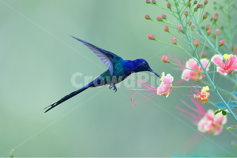 animal,동물,bird,새,hummingbird,벌새,동물,animal,조류,새,birds