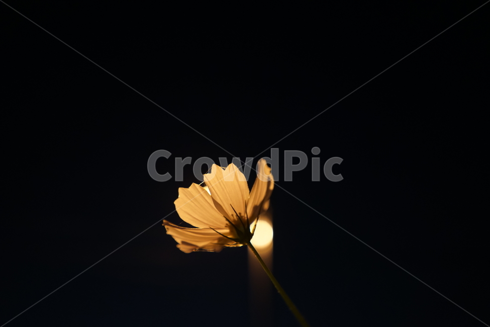 꽃,코스모스,flower,식물,밤,가로등,실루엣,꽃,flower
