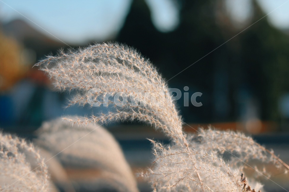 가을,억새,갈대,가을느낌,가을분위기,억새풀,풀,nature,가을,계절,fall,autumn,season,grass,잔디,plant,식물,lawn