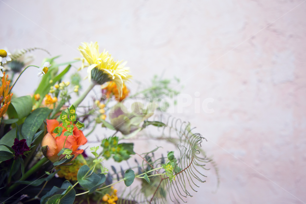 꽃,국화,꽂장식,꽃배경소스,노란색,식물,자연,plants,nature,꽃,flower