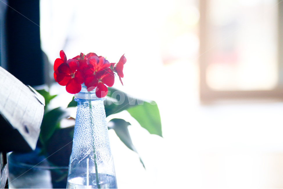 꽃,제라늄,실내,정물,배경사진,식물,자연,plants,nature,꽃,flower