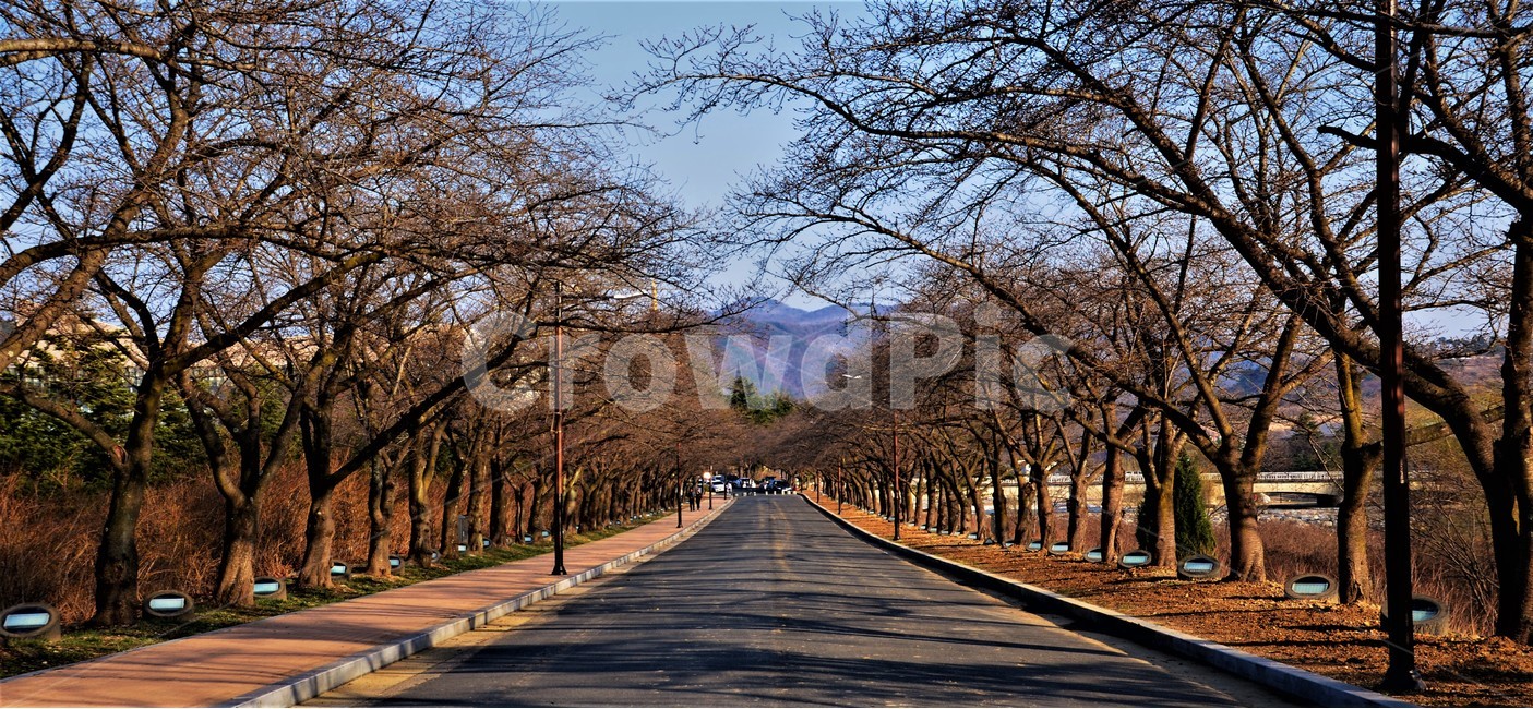 경주,봄,거리,감성,걸음,자연,풍경,nature,landscape,한국자연풍경,한국자연경관,korea nature landscape,식물,plants,나무,trees,wood,road,도로,asphalt,아스팔트,freeway,고속 도로,highway,고속도로