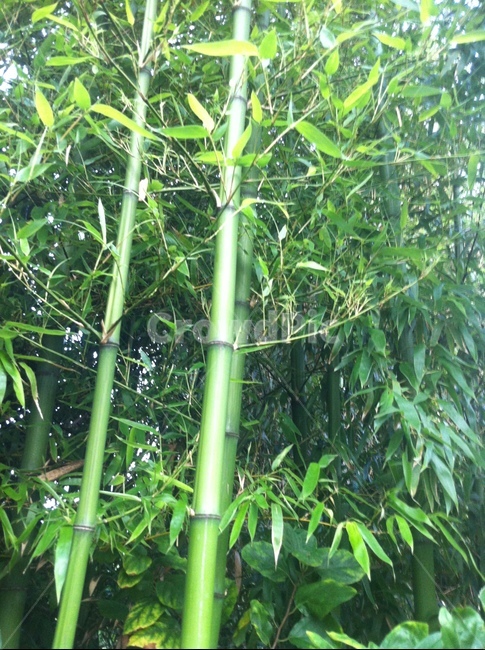 대나무,구례,시골,산책길,마을길,길,낮,오전