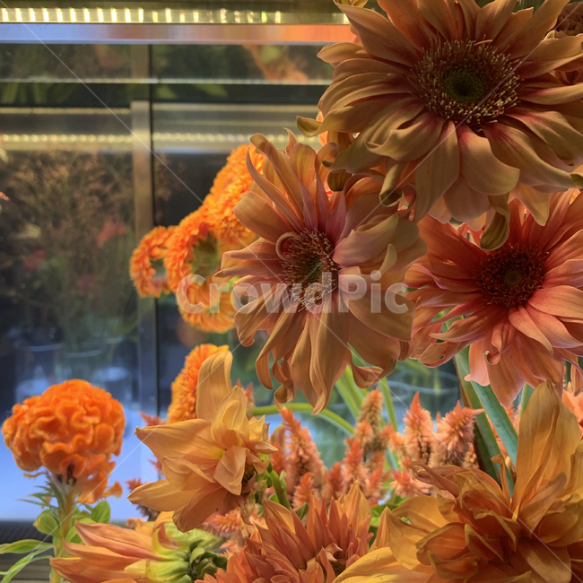 plant,식물,blossom,flower,꽃,붉은꽃,화초,식물보관,붉은색,주황색,식물,자연,plants,nature