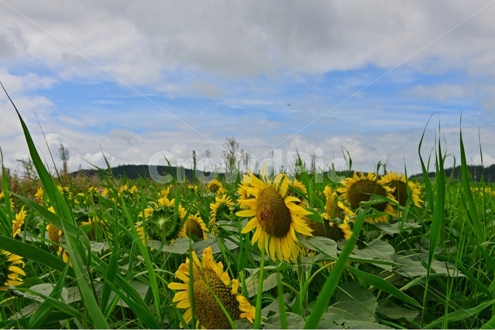 plant,식물,flower,blossom,꽃,sunflower,해바라기,날씨,구름,하늘,해남,마산,간천지,간척지해바라기밭,해바라기밭,마산해바라기밭