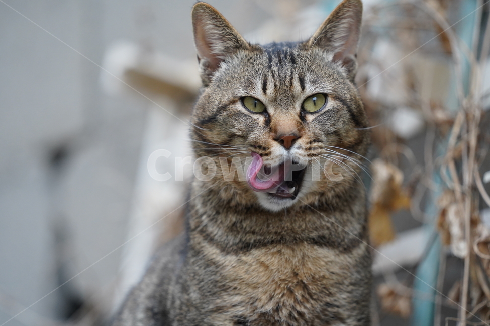 고양이,길고양이,cat,pet,길냥이,뱅갈고양이,애완동물,animal,고양이혀,낼름,혀낼름,동물,animal,포유류,mammal,고양이,cat,kitten,kitty