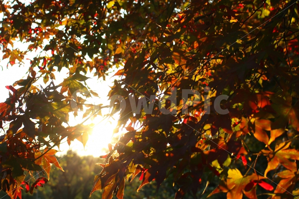 감성사진,가을,풍경사진,단풍,자연,단풍나무,나무,빛,햇빛,sunlight,가을,계절,fall,autumn,season,식물,자연,plants,nature,감성,sensible,feeling,plant,leaf,잎,flare,플레어,light