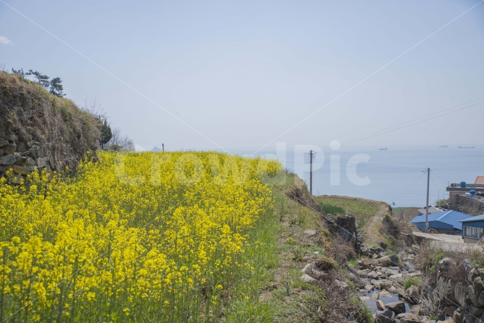 바다,풍경,유채꽃,봄,봄꽃,노란꽃,시골,자연,풍경,nature,landscape,시골,마을,country,rural,town,outdoors,옥외,field,들,grassland,목초지