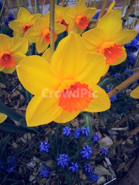 꽃,꽃사진,자연,노란꽃,노란색,식물,자연,plants,nature,꽃,flower