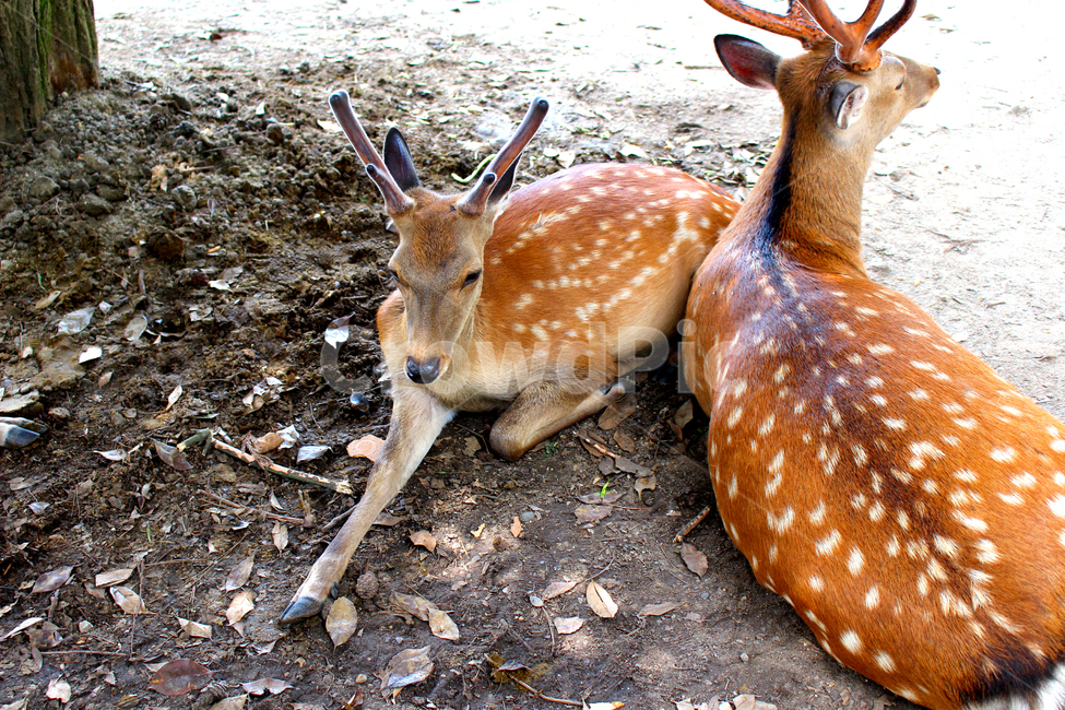 deer,country,japan,nature,Asia,animal,Nara Deer Park,park