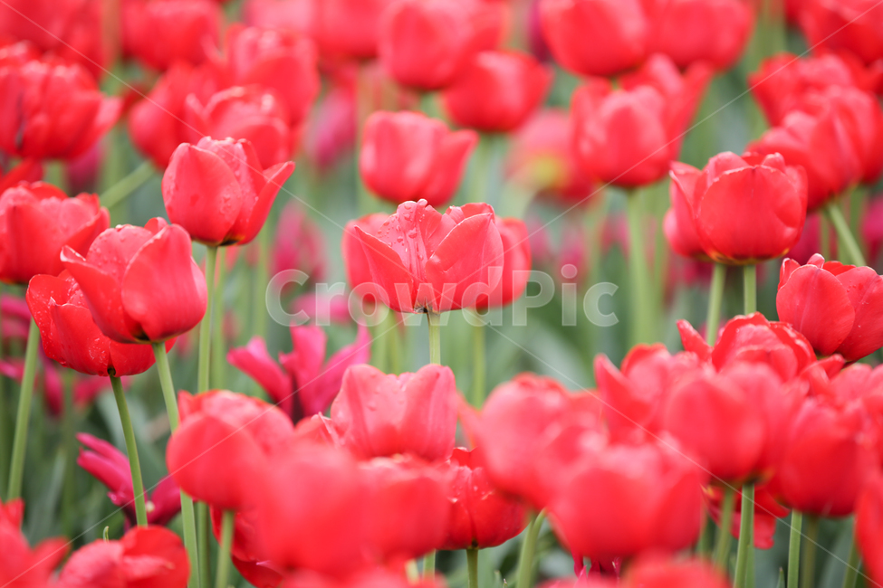 튤립,튤립축제,태안튤립축제,tulip,백합목,백합과,봄꽃,봄,계절,spring,season,식물,자연,plants,nature,꽃,flower,plant,blossom
