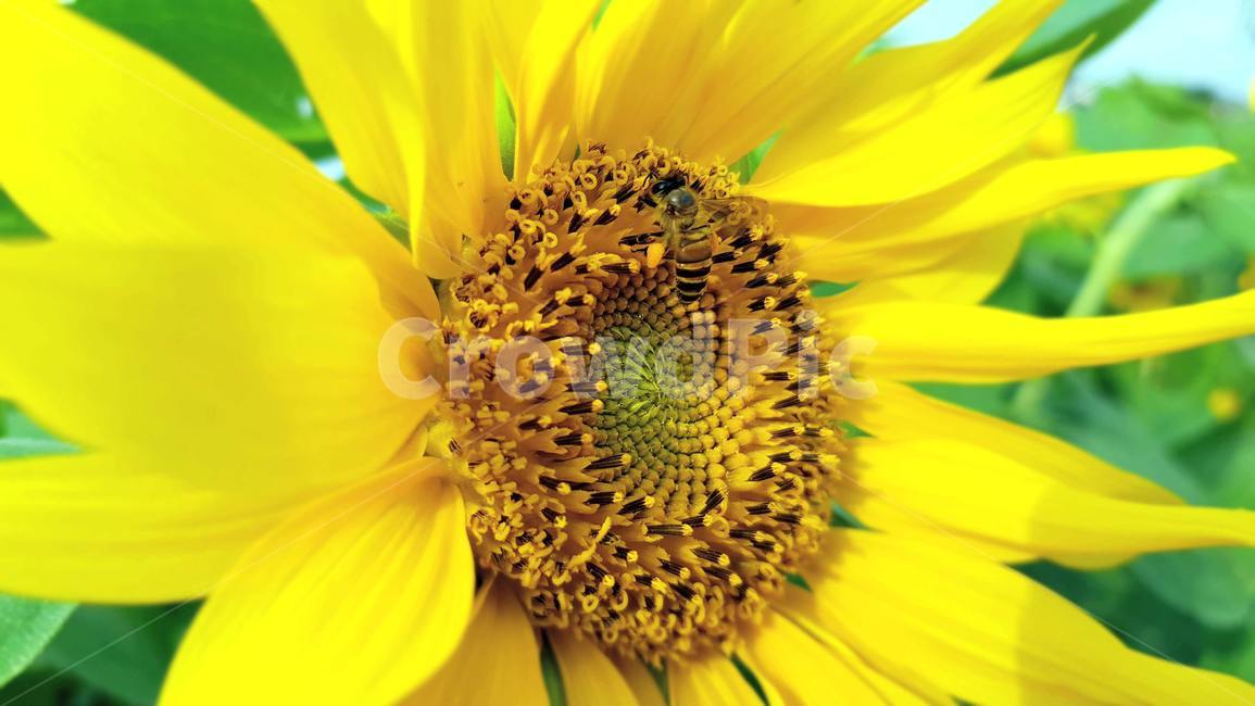 꽃,벌,일벌,꿀벌,코스모스,가음,식물,자연,plants,nature,꽃,flower,동물,animal,곤충,벌레,insect,bug