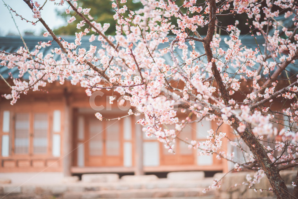 매화,매화꽃,꽃,식물,매화나무,기와,한옥,봄,계절,spring,season,한국전통,한국문화,korean traditional,korean culture,건축물,건물외관,exterior,building,structure,architecture,construction,plant,flower,blossom