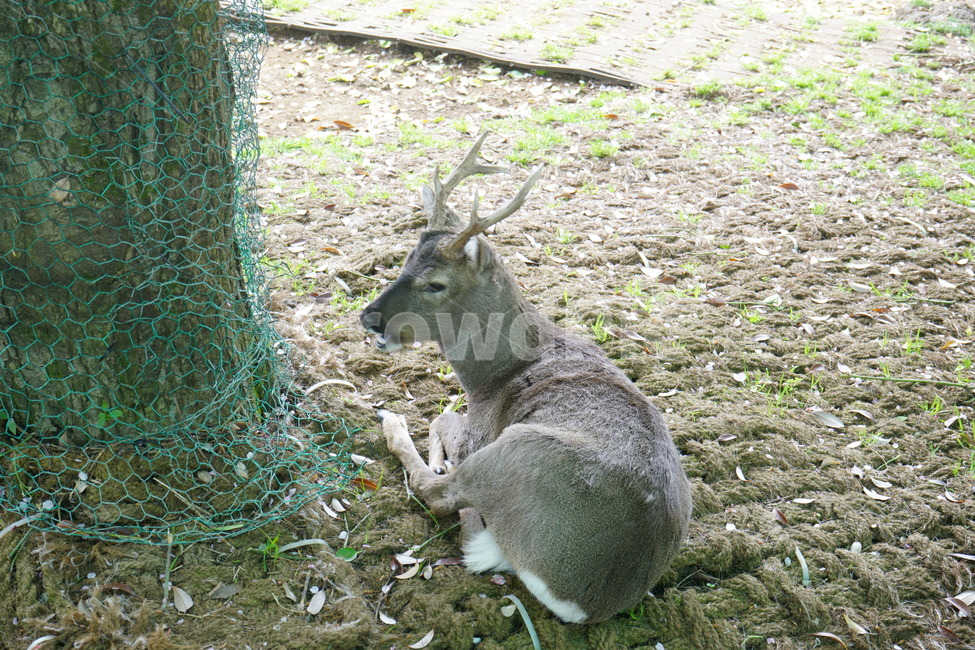 animal,동물,mammal,포유류,사슴,deer,동물,animal,포유류,mammal