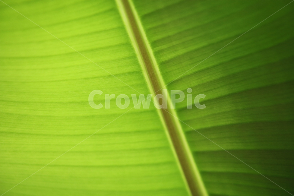 잎,바나나잎,식물,banana,파초과,식물,자연,plants,nature