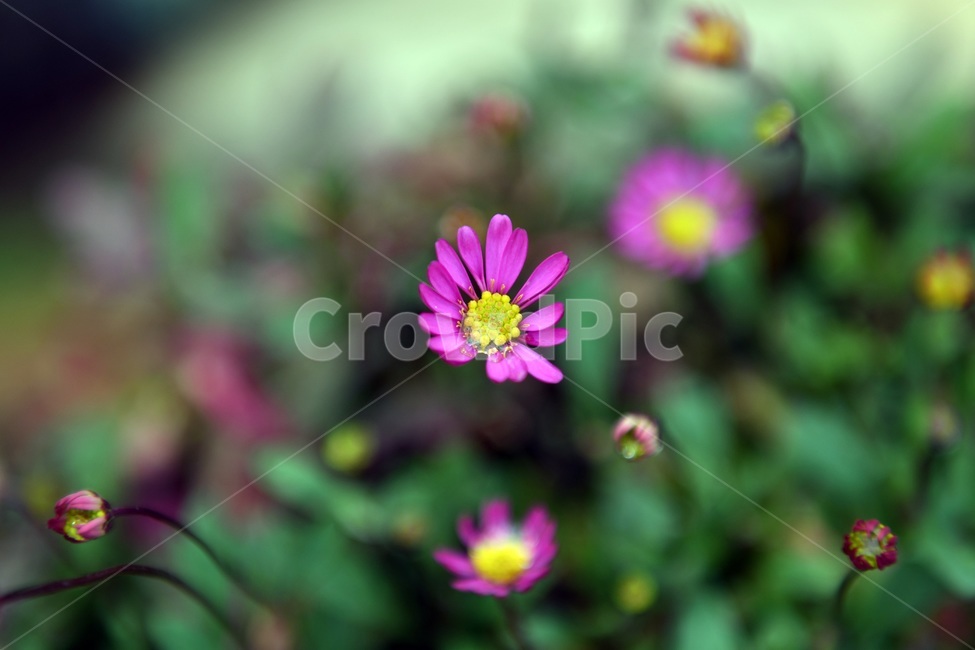 식물,꽃,감성사진,자연,flower,꽃사진,봄,봄꽃,계절,빗방울,비,감성,4월,spring,힐링,자연풍경,풍경,봄,계절,spring,season,식물,자연,plants,nature,꽃,flower,plant,daisies,데이지,blossom,daisy