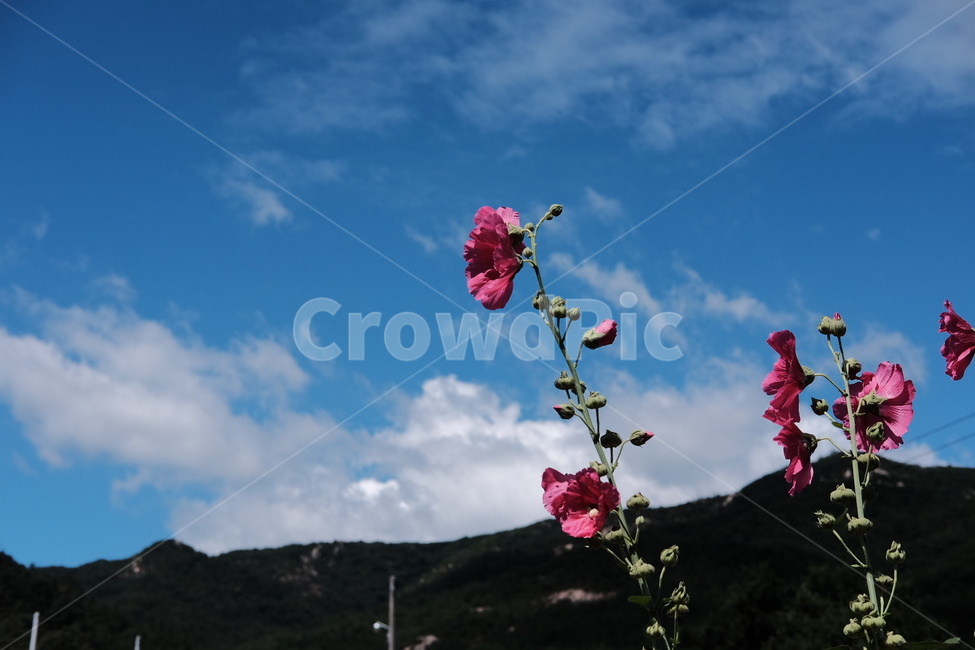 꽃,자연,구름,하늘,시골,식물,자연,plants,nature,꽃,flower
