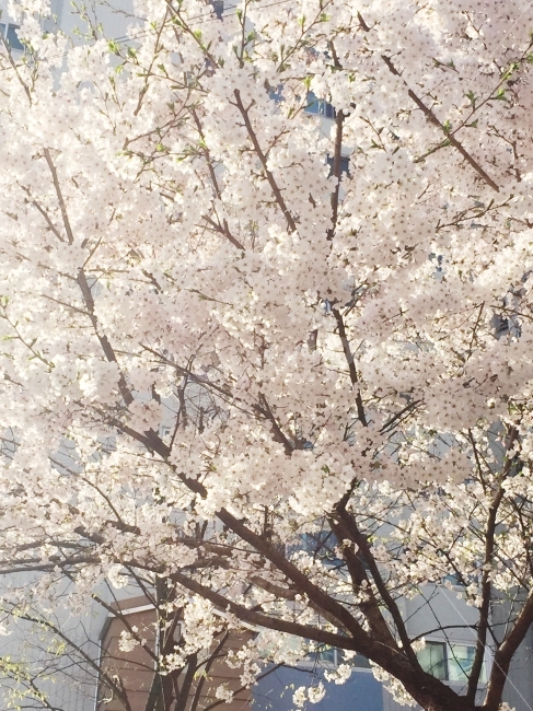 벚꽃,봄,풍경,자연,배경,봄,계절,spring,season,식물,자연,plants,nature,꽃,flower,나무,trees,wood,plant,blossom