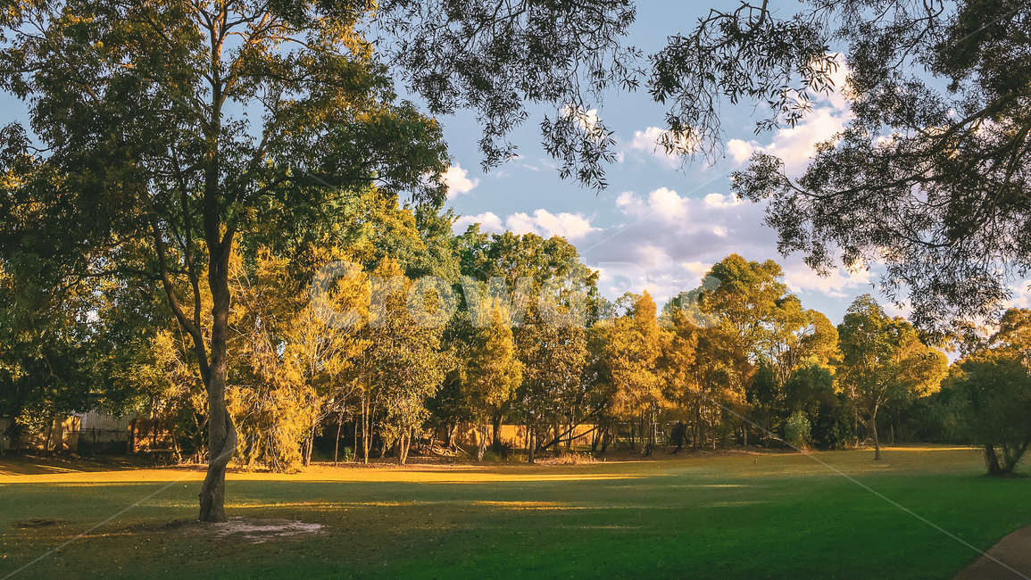 호주,멜버른,자연,빈티지,나무,야자수,숲,forest,melbourne,australia,자연,풍경,nature,landscape,tree,plant,식물,grass,잔디,tree trunk,나무 줄기