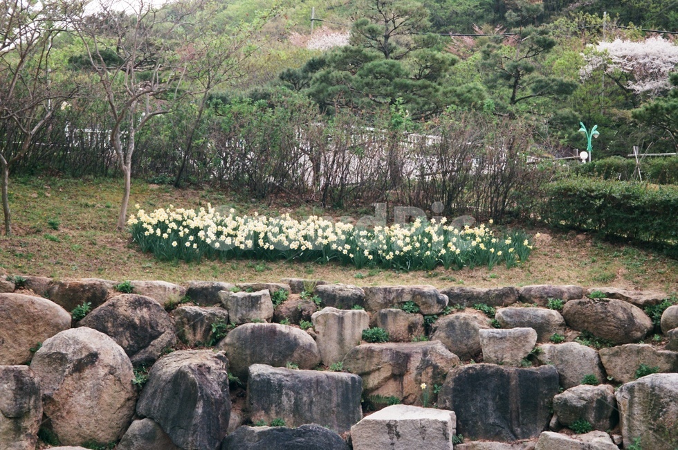 꽃,공원,식물,flower,park,landscape,garden,rock,plant,필름카메라,film,filmcamera