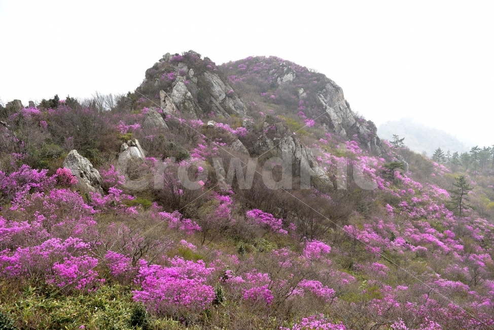 주작산,덕룡산,진달래,풍경,기암,바위,비경,봄풍경,분홍색,진달래꽃,강진,명산,산행,등산,마운틴,자연,풍경,nature,landscape,봄,계절,spring,season,slope,경사,outdoors,옥외,plant,식물
