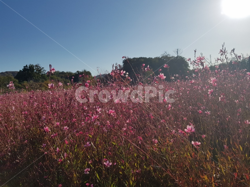 light,빛,플레어,flare,꽃밭,가을,자연,풍경,nature,landscape