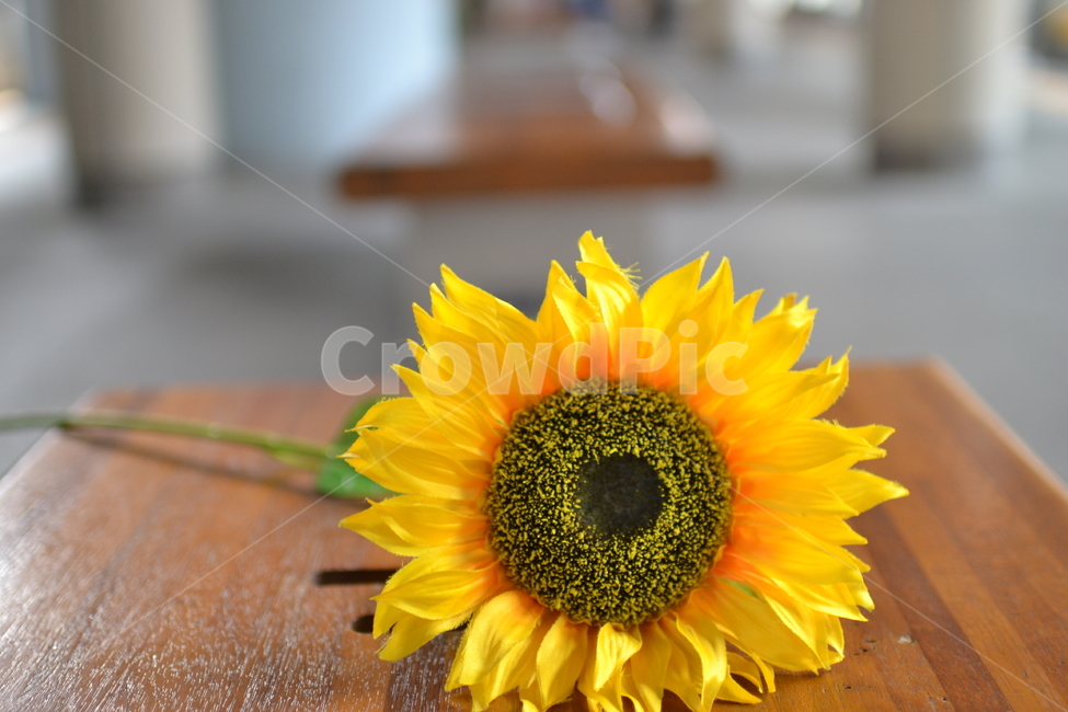 해바라기,봄꽃,flower,blossom,sunflower,식물,plant