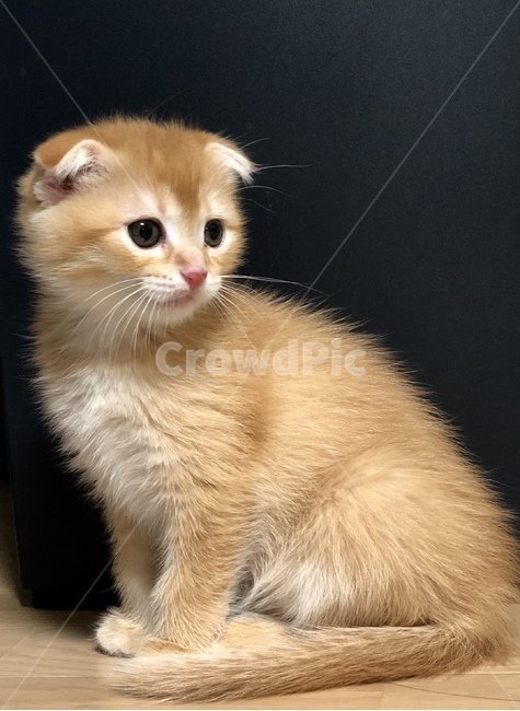 cat,고양이,pet,애완동물,animal,kitten,포유류,동물,animal,포유류,mammal,고양이,cat,kitten,kitty