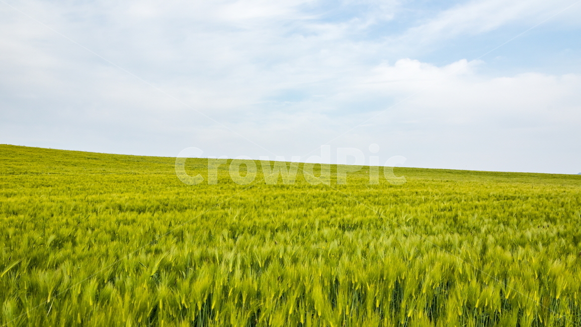 청보리,청보리밭,보리,풍경,landscape,고창청보리밭,봄,자연,풍경,nature,landscape,산업,industry,industrial,농업,농사,agriculture,farming,farming industry,field,들,grassland,목초지,outdoors,옥외