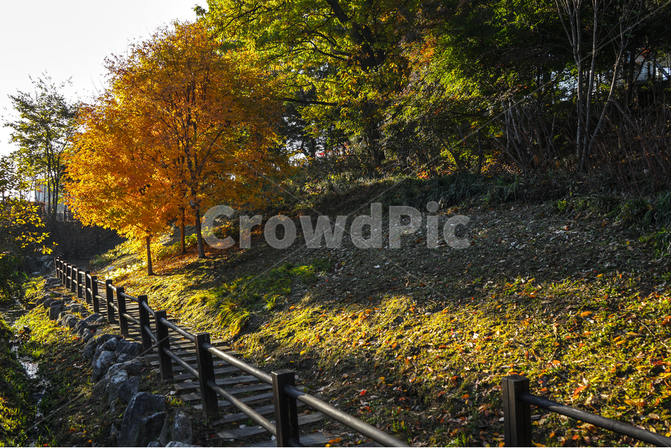 단풍,가을,추색,감성,나무,색감,공원,식물,자연,풍경,가을,계절,fall,autumn,season,자연,풍경,nature,landscape,leaf,잎,plant,banister,난간,handrail,railing,tree