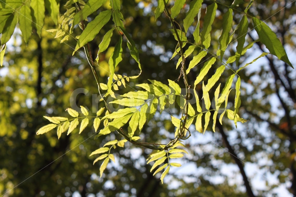 나무,나뭇잎,자연,햇빛,등나무,식물,자연,plants,nature,휴식,힐링,rest,relaxation,healing