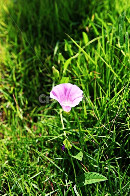 나팔꽃,꽃,넝쿨식물,식물,자연,식물,자연,plants,nature,꽃,flower