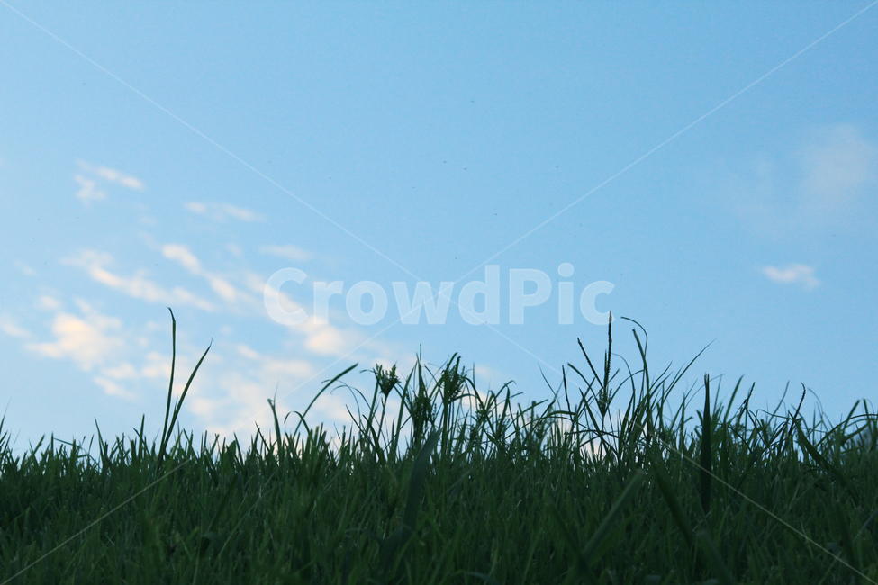 하늘,잔디,잔듸,sky,grass,green,bluesky,자연,풍경,nature,landscape,plant,식물