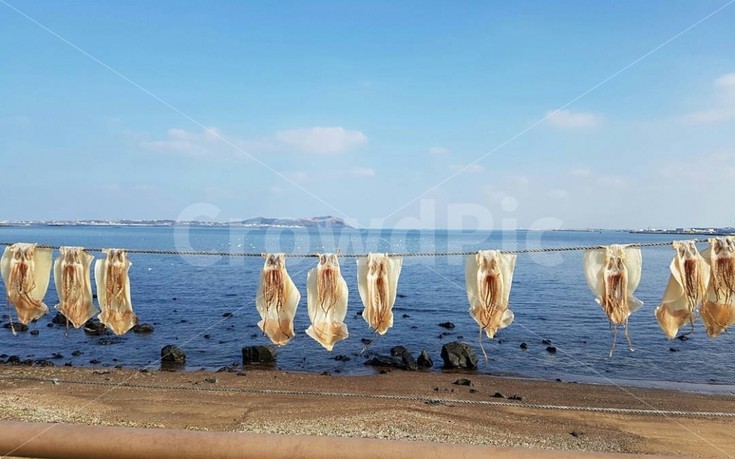 제주,바다,해안도로,오징어,감성,음식,풍경,제주바다,음식,식재료,요리,food,cook,meal,dishes,food reserves,수산물,해산물,fishery products,seafood